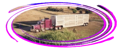 Earl Peterson Trucking: panoramic view of  Peterbilt 379, Kersplat